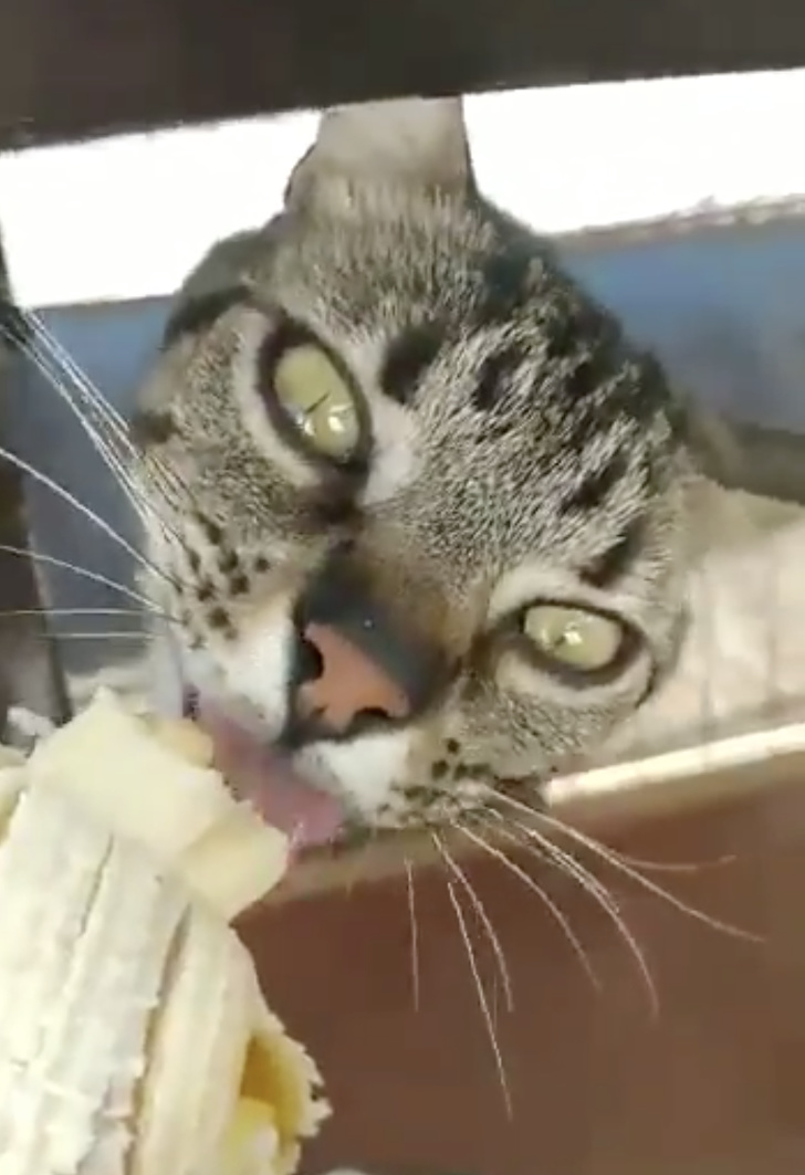 Коты, чьи безумные проделки доказывают, что смекалки у них не занимать (ФОТО)