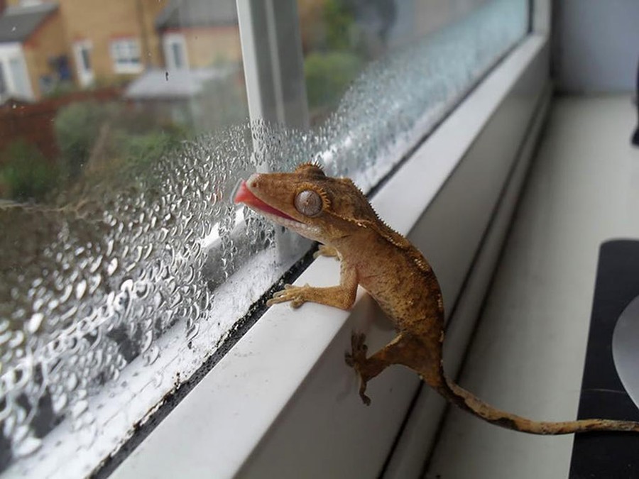 Животные, которые лижут окна и крадут наши сердца (ФОТО)