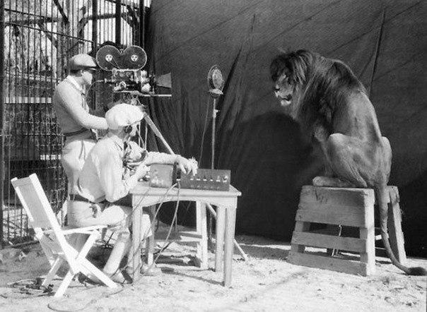 Съемки льва из легендарной заставки Metro Goldwyn Mayer. ФОТО