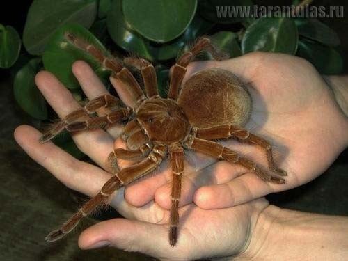 Самый большой паук в мире. ФОТО