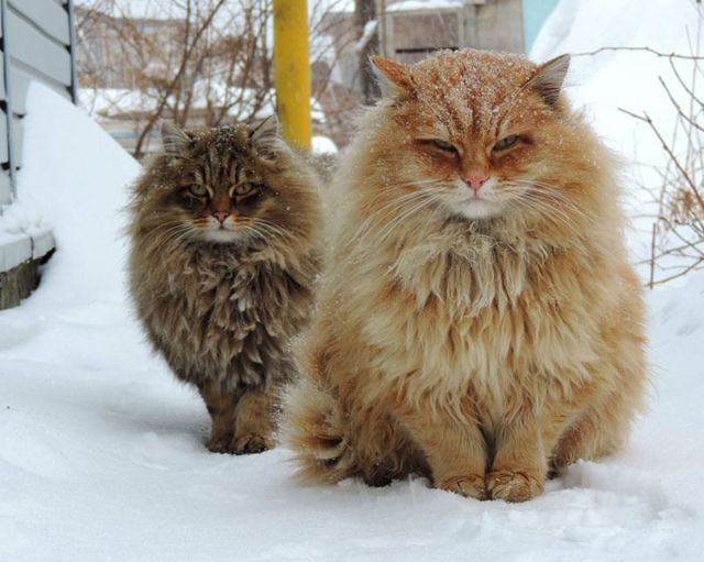 Красивые и необычные кошки