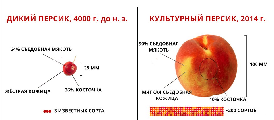 Овощи и фрукты до выращивания людьми (ФОТО)