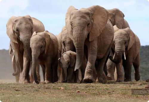 Слоны - единственные животные, у которых есть ритуал захоронения. ФОТО