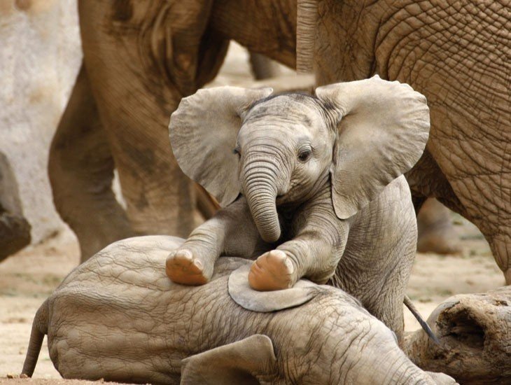 Слоны - единственные животные, у которых есть ритуал захоронения. ФОТО