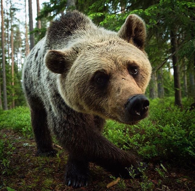 Медведи в подборке приятных снимков