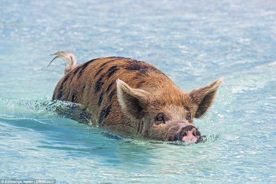 Жизнь свинок на необитаемом острове