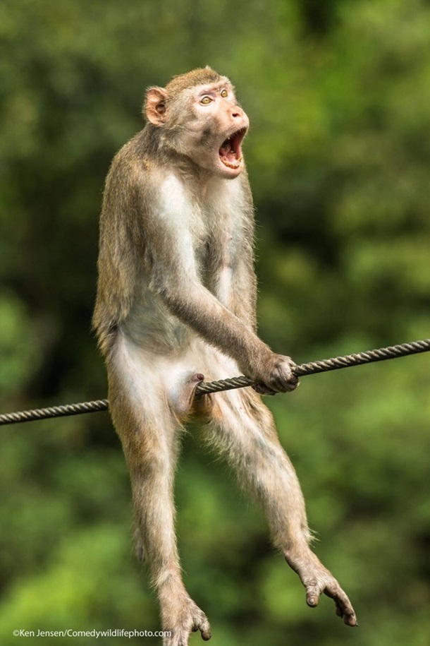 Comedy Wildlife Photography Awards показала самые смешные фото животных (ФОТО)