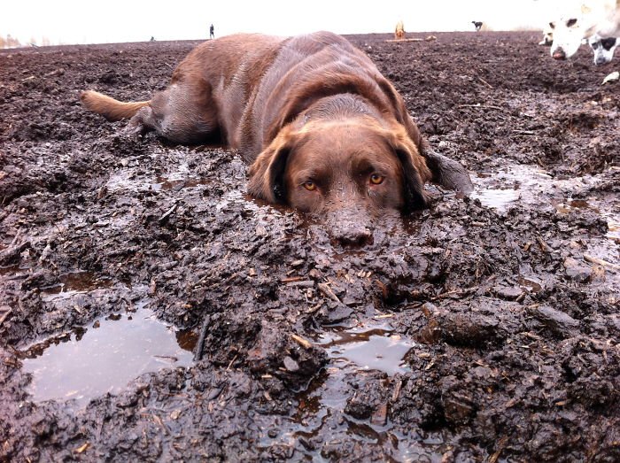 Собакам разрешили поиграть в грязи