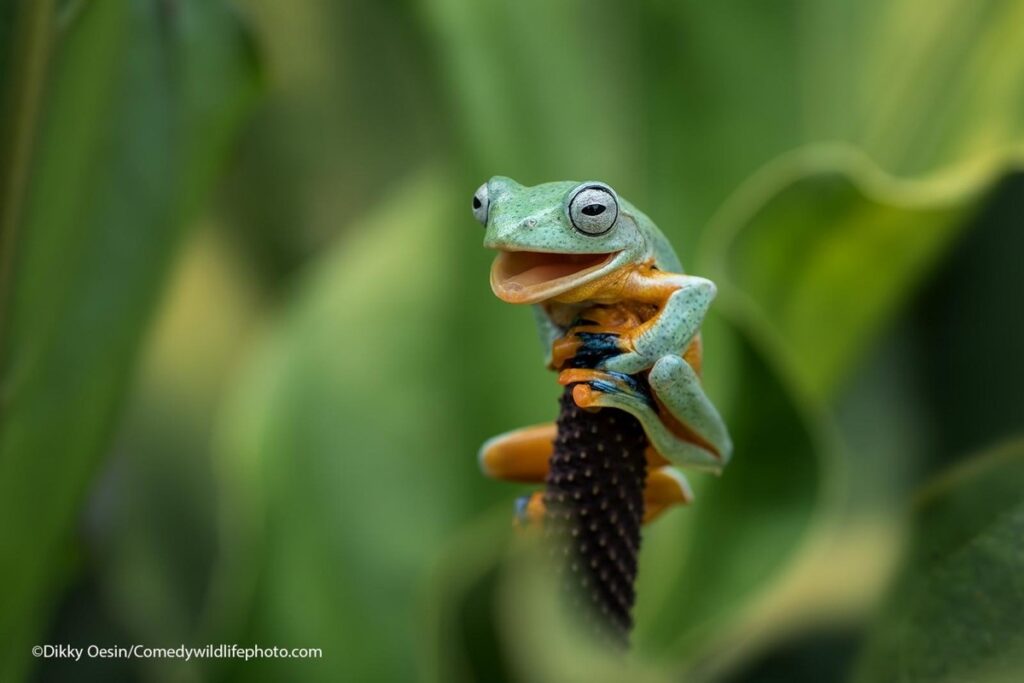 Comedy Wildlife Photography Awards: самые смешные фото из мира диких животных