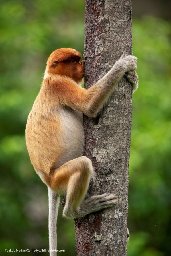 Comedy Wildlife Photography Awards: самые смешные фото из мира диких животных