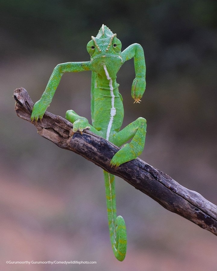 Comedy Wildlife Photography Awards: самые смешные фото из мира диких животных