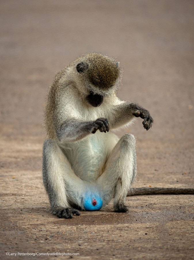 Comedy Wildlife Photography Awards: самые смешные фото из мира диких животных