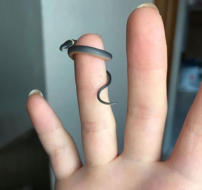 Снимки необычных крошечных животных, которые помещаются на пальцах