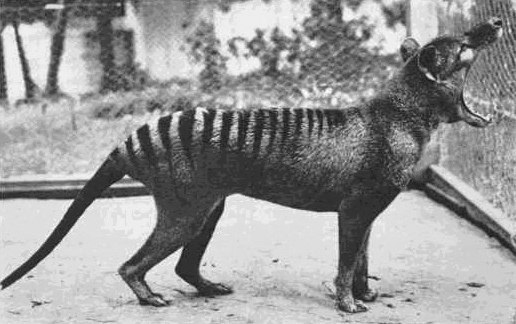 Последний из вымершего вида тасманийский волк был сфотографирован в 1933 г. ФОТО