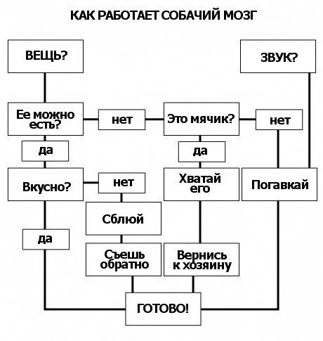 Как работает собачий мозг: смешная схема