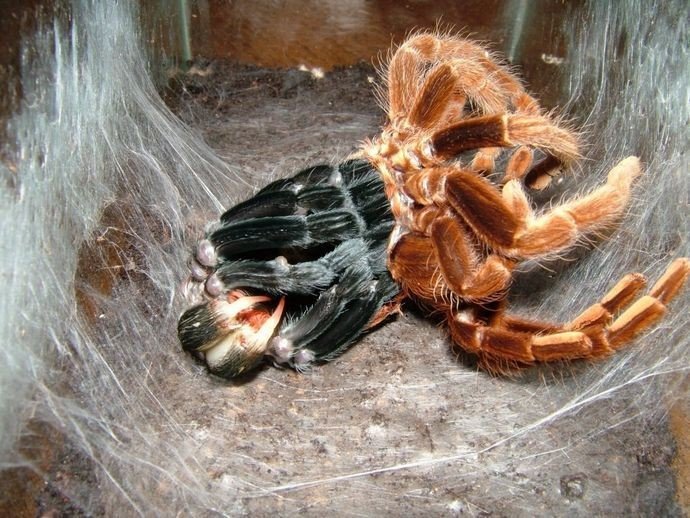 Самый крупный в мире паук птицеед достигает размера в 25 сантиметров. ФОТО