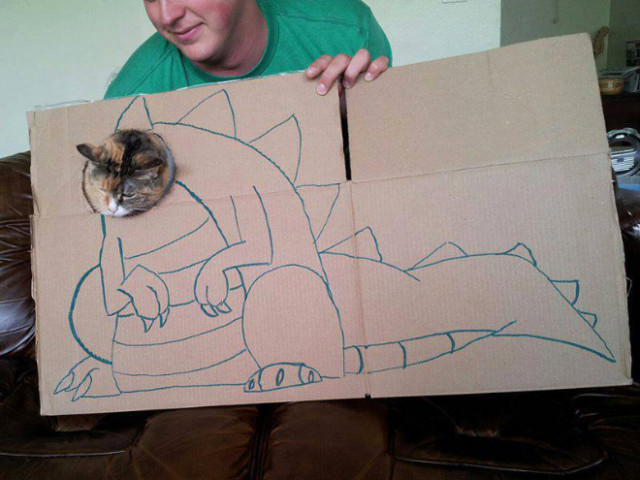 Что происходит, когда у креативных владельцев кошек есть картон (фото)