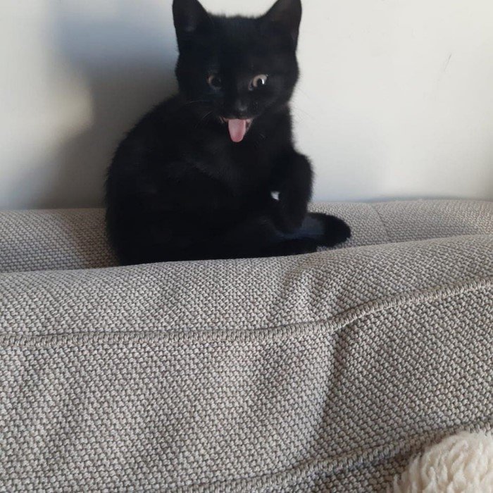 Чёрные котики приносят радость и умиление на снимках