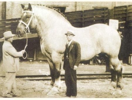 Самая большая в мире лошадь. ФОТО