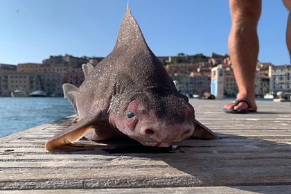 Рыбаки поймали акулу с мордой свиньи