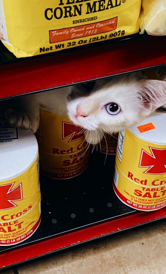 Кошки в магазинах, выглядящие так, будто они и есть хозяева (фото)  