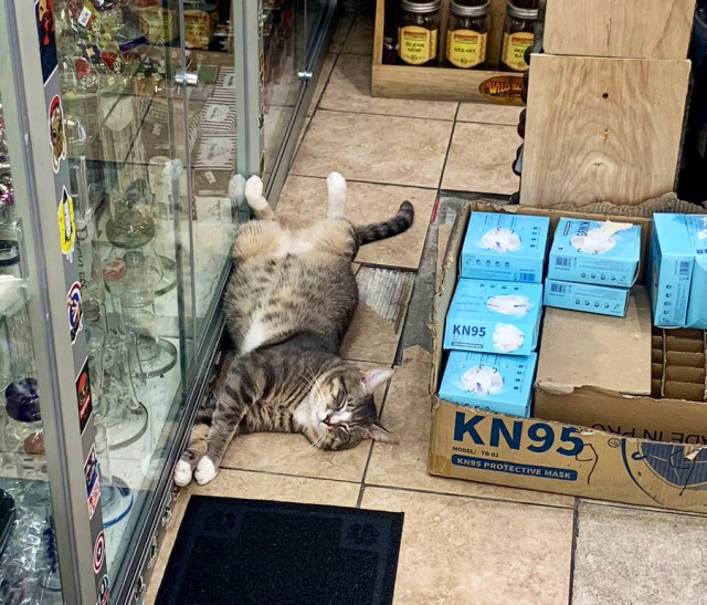 Кошки в магазинах, выглядящие так, будто они и есть хозяева (фото)  