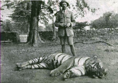 Самый известный тигр в мире — Чампаватская тигрица, убившая 436 человек. ФОТО
