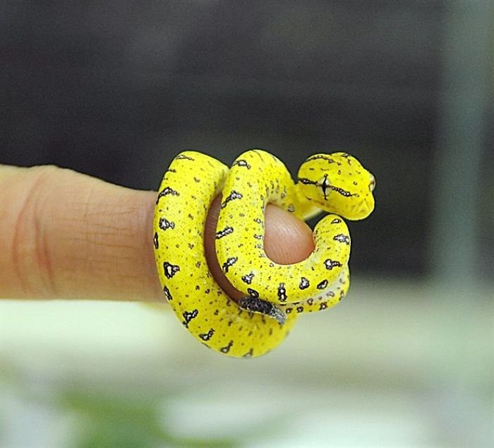 Фотографии с очаровательными и милыми змеями