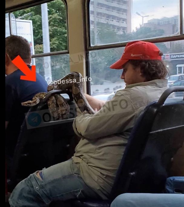 В Одессе мужчина ехал в трамвае с двухметровым питоном (ФОТО)
