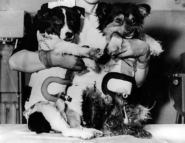 Космические собаки Белка и Стрелка после возвращения с орбиты, 1960г. ФОТО