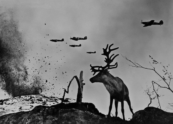 Знаменитая фотография: \"Олень Яша на войне\". Заполярье, 1941 год