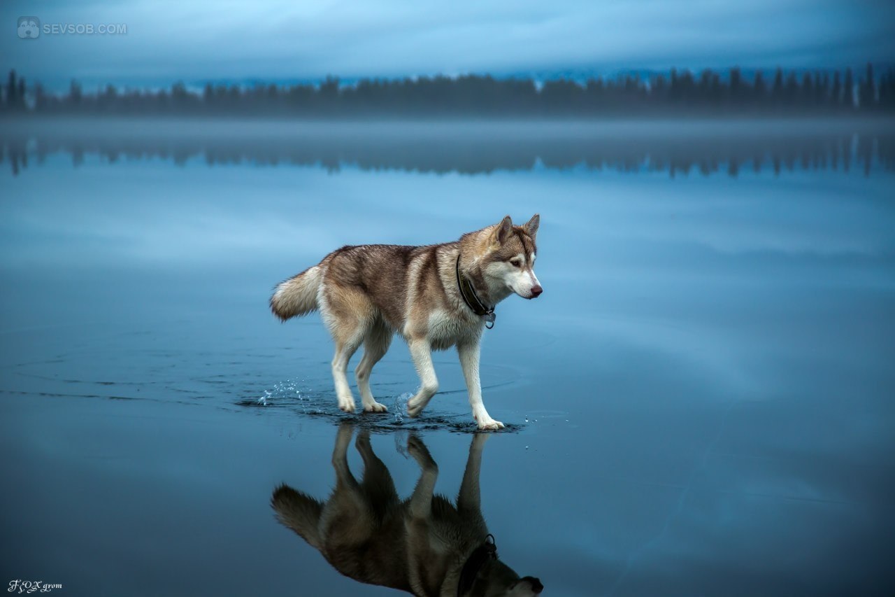 Сибирские хаски гуляют по озеру. Неописуемая красота! ФОТО