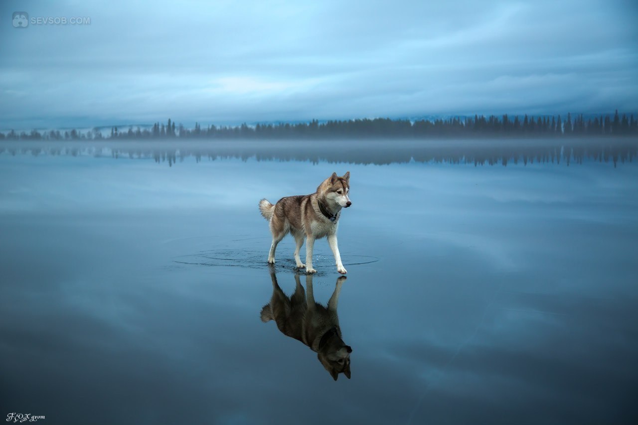 Сибирские хаски гуляют по озеру. Неописуемая красота! ФОТО