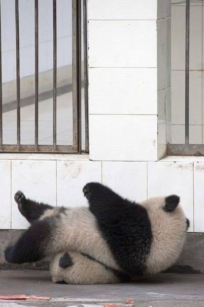 Операция панд по побегу из зоопарка дала сбой: прикольные фото