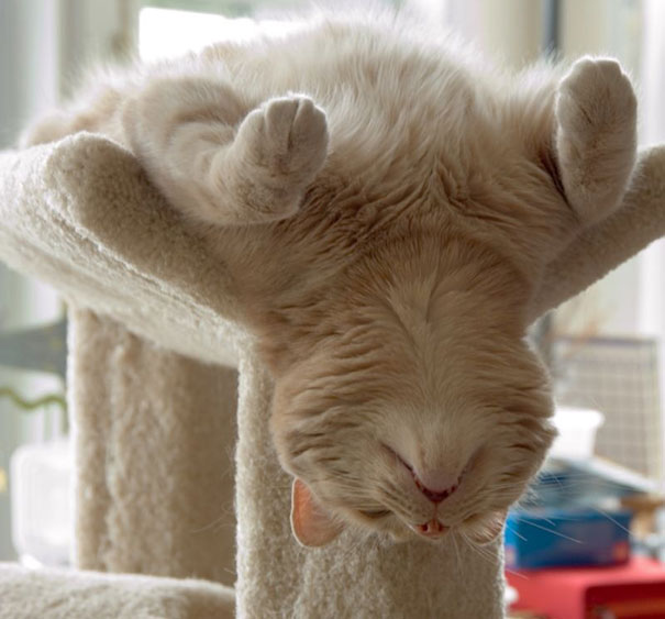 Забавные фотодоказательства того, что коты могут уснуть где угодно (ФОТО)