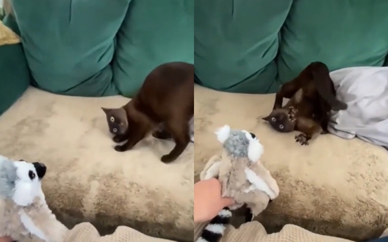 Пользователей Сети рассмешил кот, пораженный плюшевым лемуром (ВИДЕО)