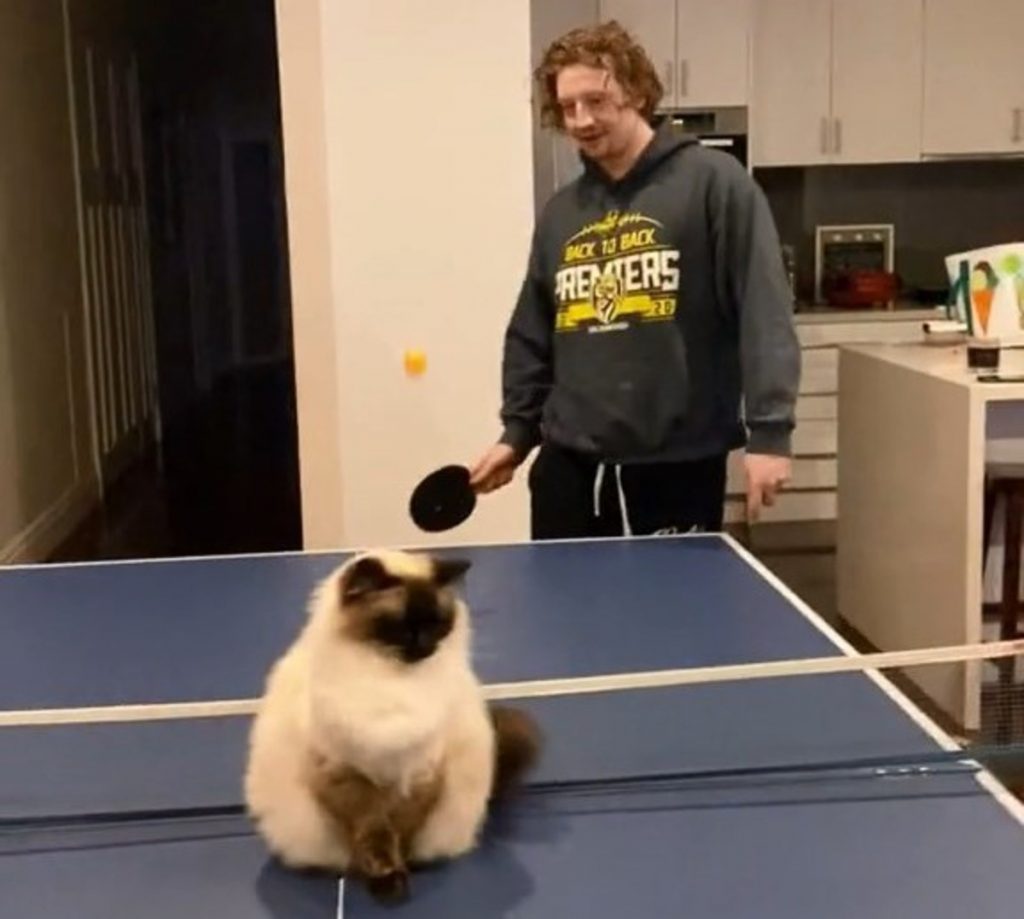 Невозмутимы кот сидел на столе для пинг-понга во время игры (ВИДЕО)