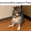 Задремавший у стены кот стал мемом (ФОТО)