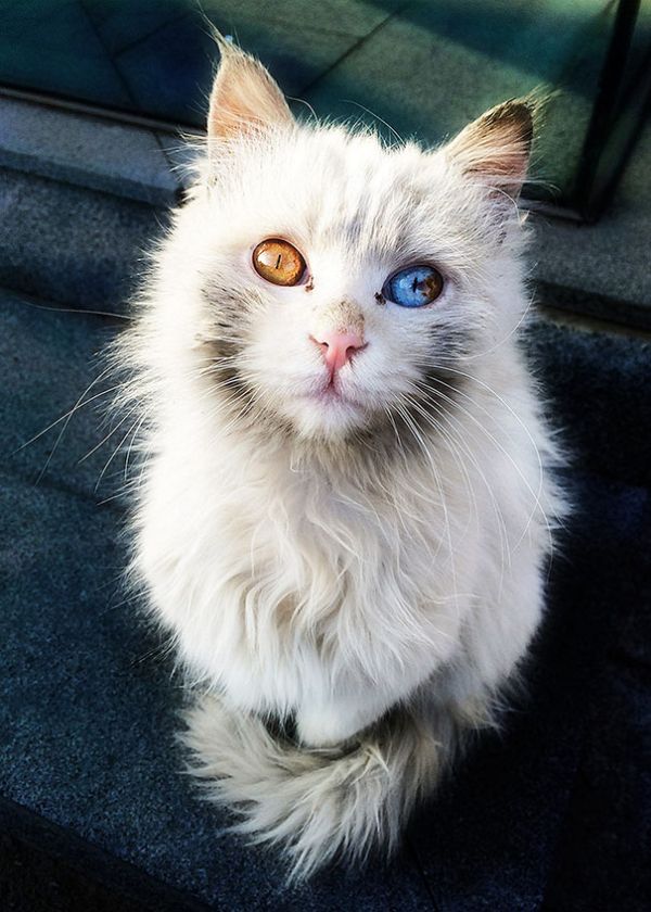 Волшебный взгляд кошек, страдающих гетерохромией