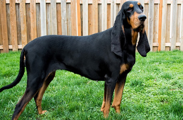Собака из США стала рекордсменом по длине ушей (ВИДЕО)