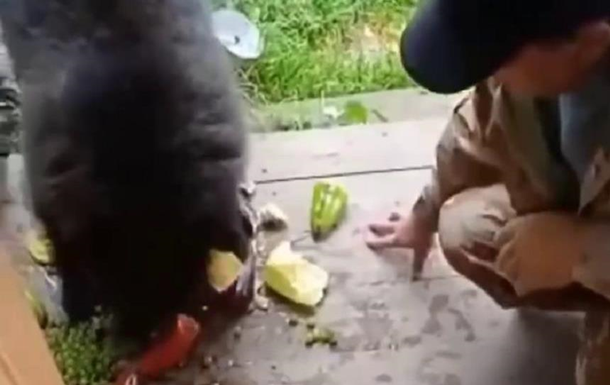 На Алтае медвежонок в поисках еды пришел к людям