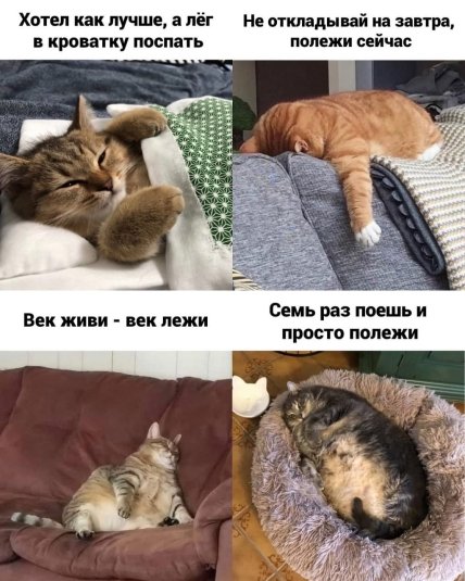 Котячья мудрость гласит...