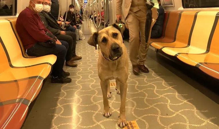 Уличный пес из Стамбула стал звездой соцсетей благодаря путешествиям по городу (ФОТО)