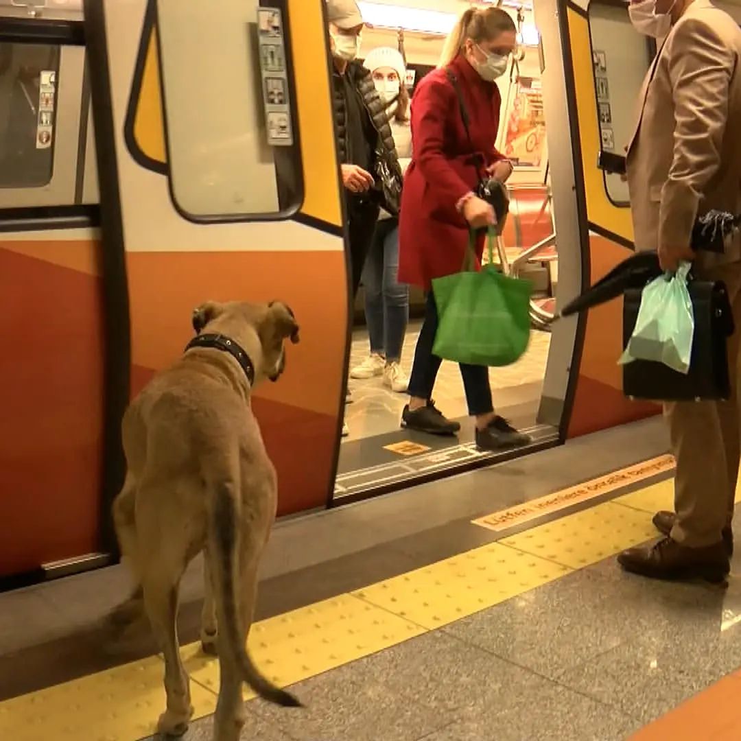 Уличный пес из Стамбула стал звездой соцсетей благодаря путешествиям по городу (ФОТО)