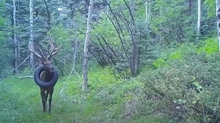 Кадр с камеры наблюдения в заповеднике.