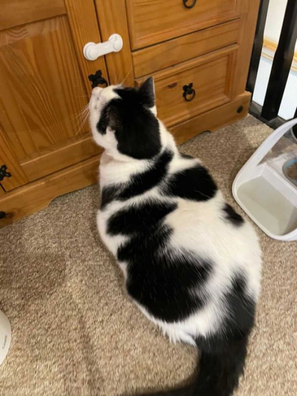 Кот на диете: хозяйке пришлось установить замки на шкафчиках, чтобы питомец не добрался до еды