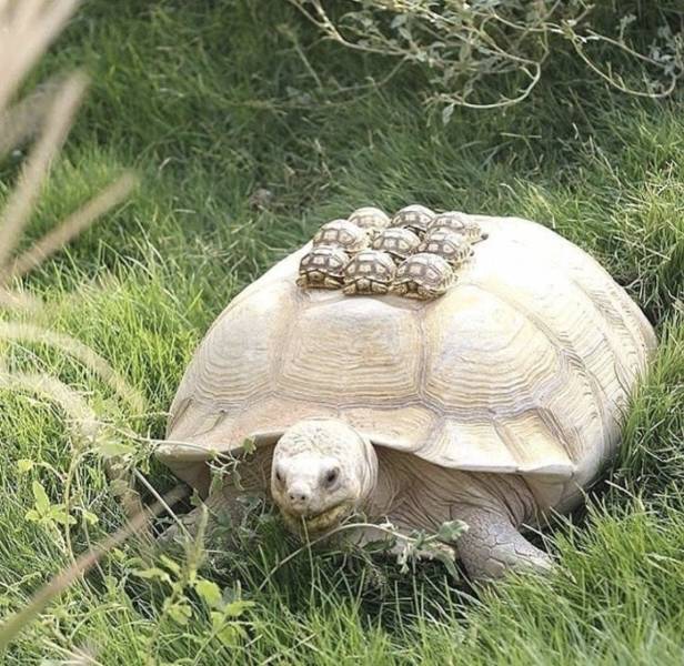 Свежие прикольные картинки (ФОТО)