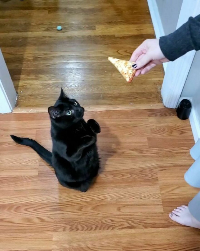 Котик, который научился просить еду по-настоящему (ФОТО)