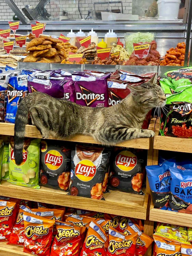 Кошки в небольших магазинах, выглядящие так, будто они и есть хозяева (ФОТО)