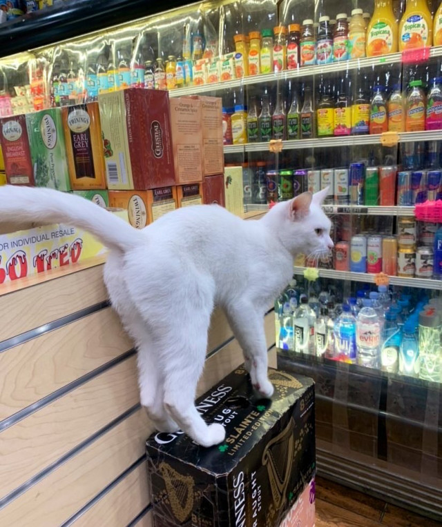 Кошки в небольших магазинах, выглядящие так, будто они и есть хозяева (ФОТО)